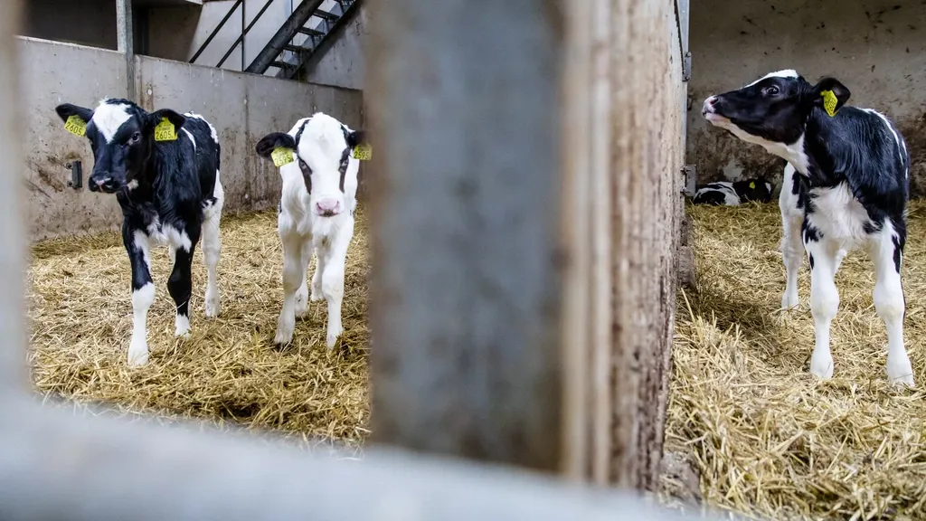 Dutch food safety authority acts against transport of calves from Ireland: too long without milk